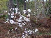 Magnolia stellata 'Keiskei'