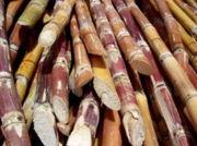 180px-Cut-sugarcane.jpg