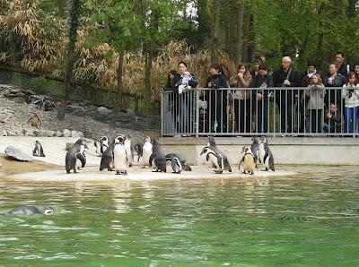 Beauval, le plus grand zoo de France