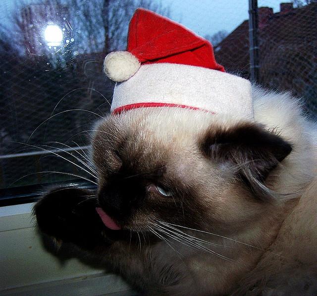 Le chat porte un bonnet de Pere Noel