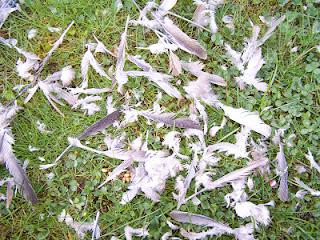 Il faut que je vous raconte ce qui s'est passé dans mon j...