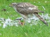 faut vous raconte s'est passé dans j...