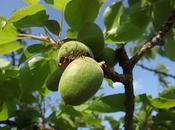 Futures Gourmandises