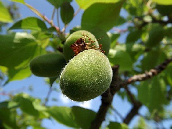 ABRICOTS 3