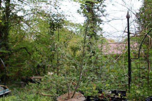 2 hippophae 18 avril 2012 010.jpg