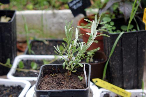 6 hippophae 18 avril 2012 016.jpg