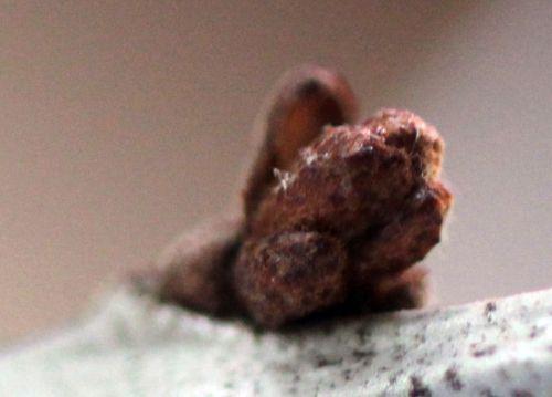 5 hippophae 18 avril 2012 005.jpg