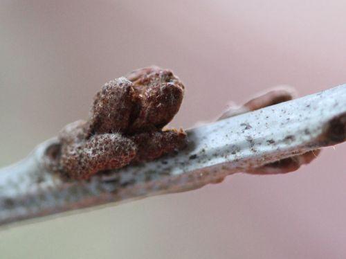 4 hippophae 18 avril 2012 006.jpg