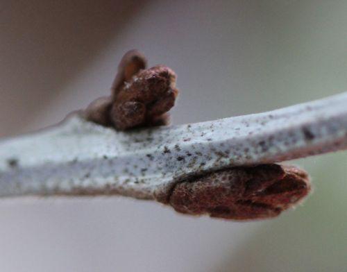 3 hippophae 18 avril 2012 004.jpg