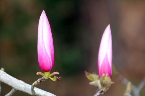 magnolia gresham gb 9 avril 2012 113.jpg