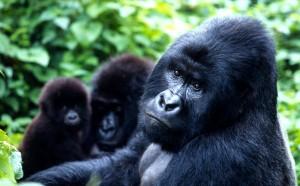 Congo. Un parc national menacé par la prospection pétrolière