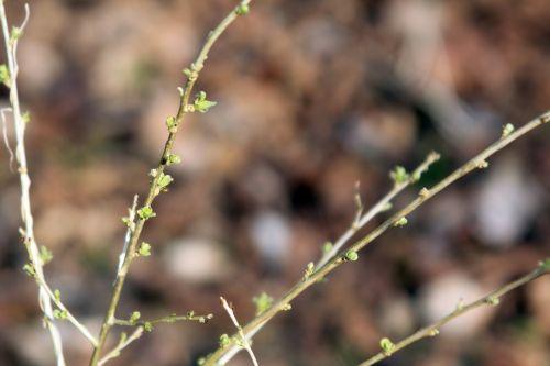 3 goji romi 9 mars 2012 056.jpg