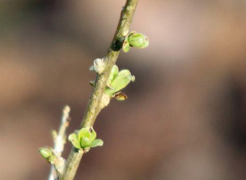 4 goji b romi 9 mars 2012 056.jpg