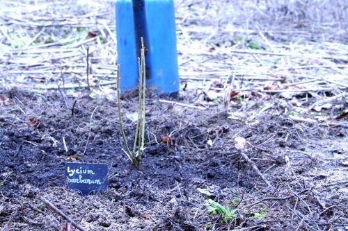 1 goji romi 7 février 007.jpg