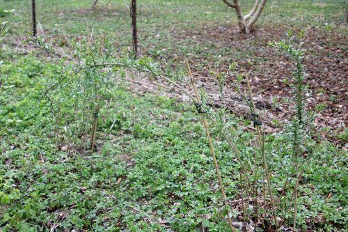 5 lycium berb romi 13 avril 2012 058.jpg