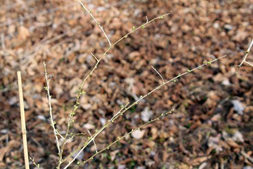 2 goji romi 9 mars 2012 057.jpg