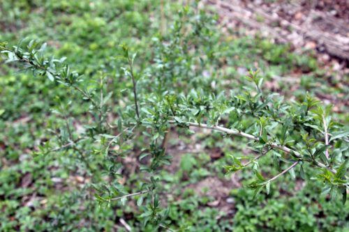 6 lycium barb romi 13 avril 2012 059.jpg