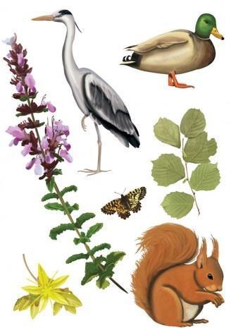 illustrations animaux et plantes