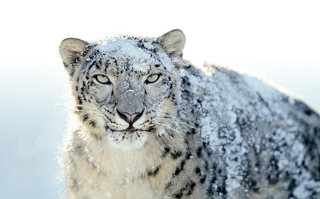 Snow Leopard est gratuit pour les utilisateurs de (feu) MobileMe...