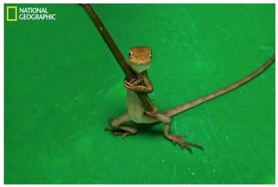 Images : les plus beaux clichés de National Geographic