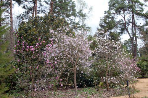magnolias gb 9 avril 2012 187 (1).jpg