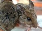 CÉCITÉ: greffe cellules précurseurs rend souris Nature