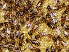 pesticides font mourir abeilles désorientation