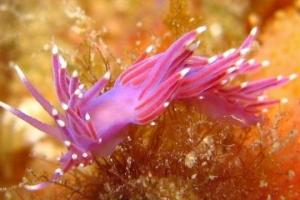 Nudibranches, créatures surprenantes
