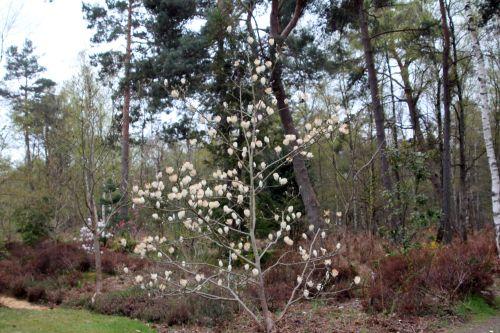 magnolia soul lennei alba gb 9 avril 2012 127.jpg