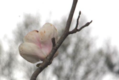 magnolia soul manchu fan gb 9 avril 2012 137.jpg