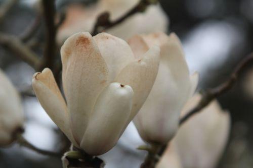 magnolia soul lennei alba gb 9 avril 2012 124.jpg