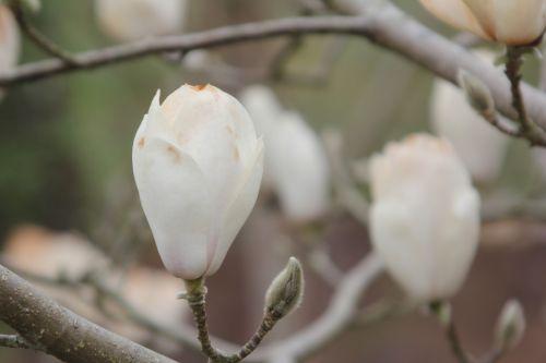 magnolia soul lennei alba gb 9 avril 2012 125.jpg