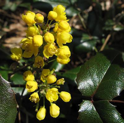 Fraisier sauvage, Mahonia et Pensée des champs