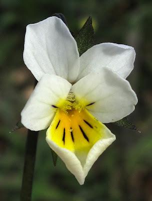 Fraisier sauvage, Mahonia et Pensée des champs