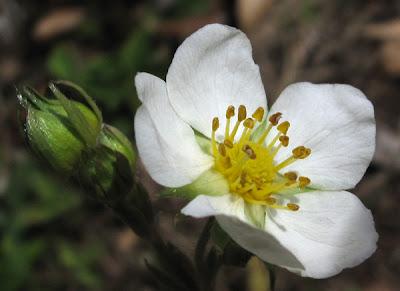 Fraisier sauvage, Mahonia et Pensée des champs