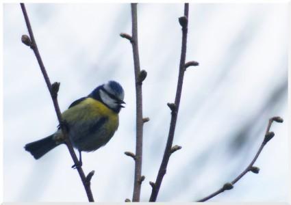 mésange bleue