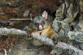 Le «possum», un marsupial tueur de kiwis