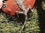 petit lézard trouvé Indonésie dragons sont bien...