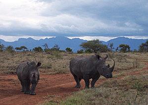 Rhinoceros_en_Afrique_du_Sud.jpg