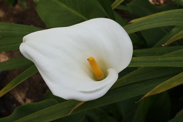 Face aux salafistes…la vie l’emportera, 14 janvier, 23 octobre, détermination, blog, élection de la constituante, ettajdid, http://tnkhanouff.hautetfort.com/, mes convictions, partage, photo, humeur  