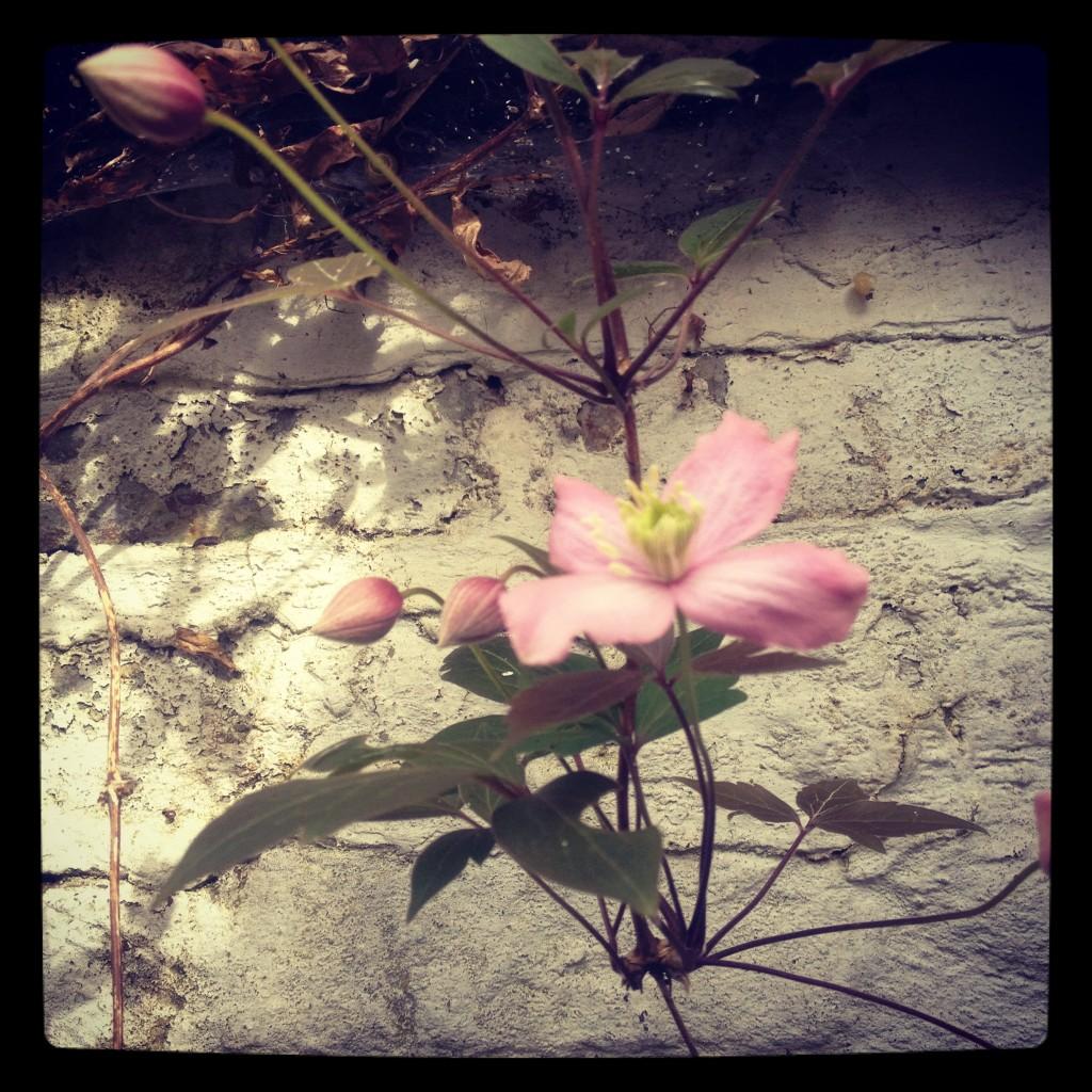 Clématite Cherry Blossum dans mon jardin