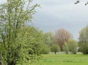 Héron Villeneuve d'Ascq.