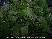 Quiche aux Orties et Fanes