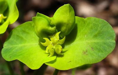 Euphorbe des bois et Laîche glauque