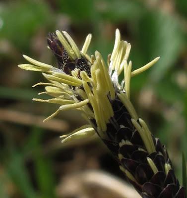 Euphorbe des bois et Laîche glauque