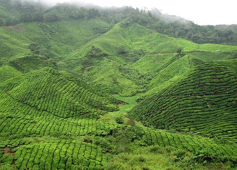 malaisie_cameron_highlands_0064