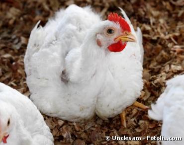 Santé animale : les résistances aux antibiotiques ne cessent d'augmenter