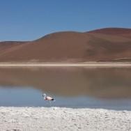 Monsieur Chili - Bolivie - Uyuni - Sud Lipez - 4x4 - Laguna blanca - Laguna verde - Laguna colorada - Arbol de piedra - Cimetière des trains - Coca - Mojito coca (4)