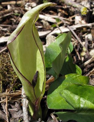 Arum tacheté et Euphorbe verruqueuse