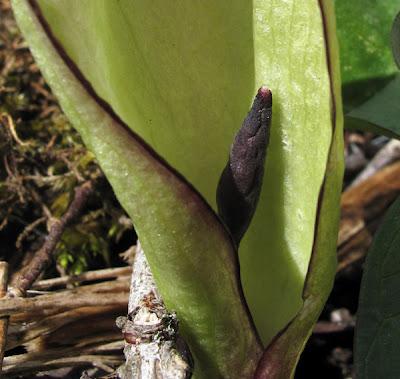 Arum tacheté et Euphorbe verruqueuse